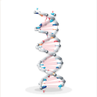 DNA 双螺旋与碱基互补配对氢键