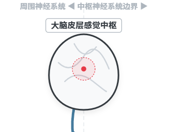 反射弧与高级神经中枢传导分析