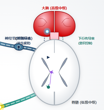 反射弧结构与神经传导