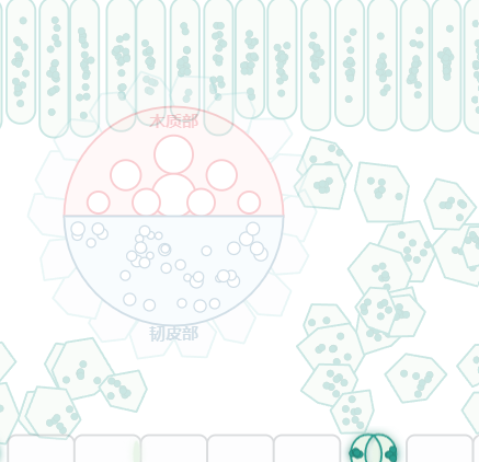 叶片横切结构示意图