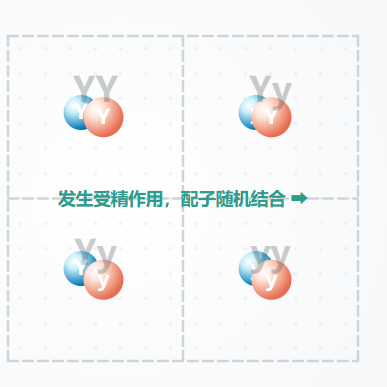 孟德尔遗传分离定律