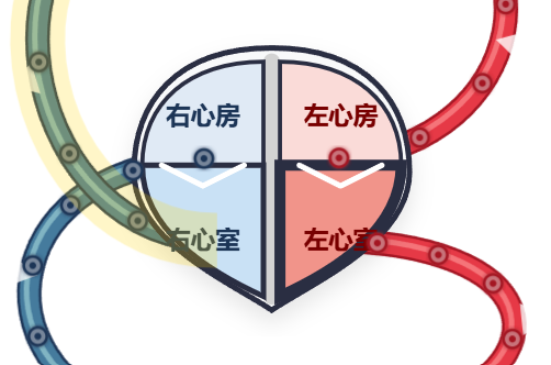心脏血液循环路径