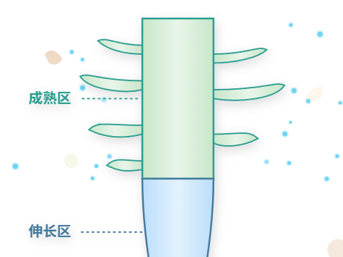 根尖四区结构