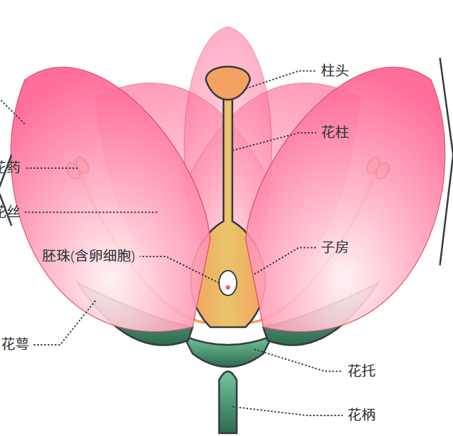 桃花结构剖面