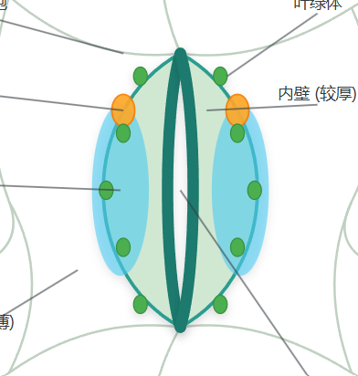 植物气孔开闭原理