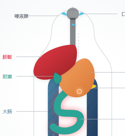 消化系统组成与功能运转