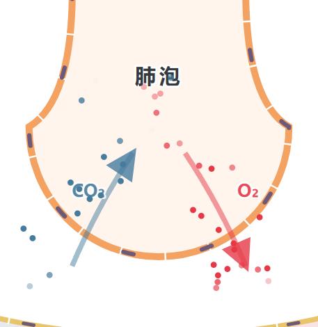 肺泡处气体交换
