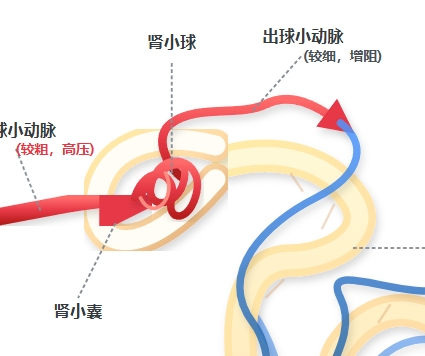 肾单位结构与尿液形成