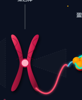 遗传物质的层次结构