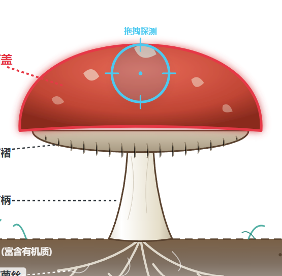 多细胞真菌结构（蘑菇）