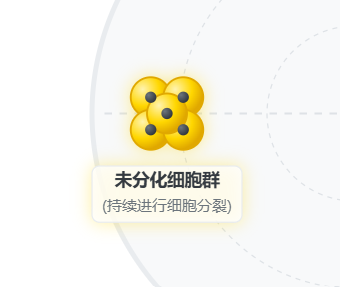 细胞分化过程